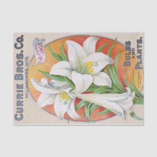 Seda Lenço de papel 1905 floral do vintage do lírio d