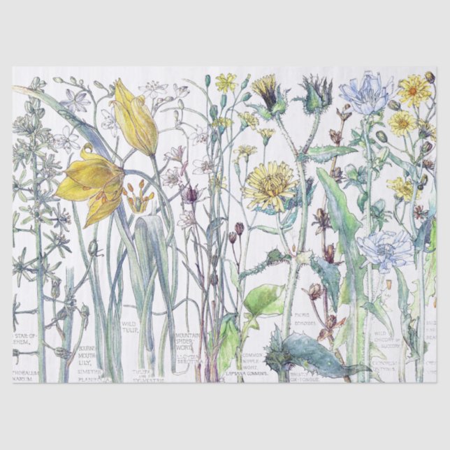 Seda Lenço de papel botânico dos Wildflowers da flor da (Frente )