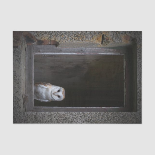 Seda Lenço de papel da coruja de celeiro (Frente )