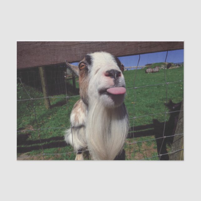 Seda Lenço de papel insolente da cabra (Frente )