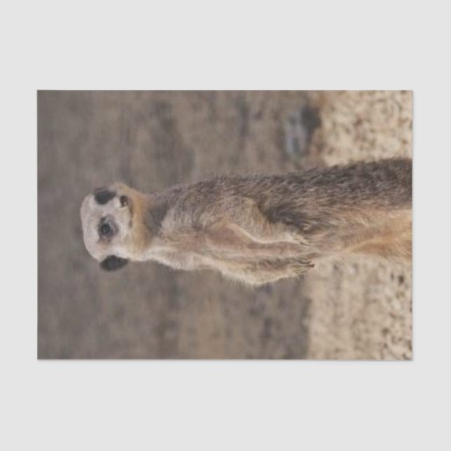 Seda Meerkat de Papel Tecidual (Frente )