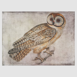 Seda Papel de Coruja ou de Decoupage