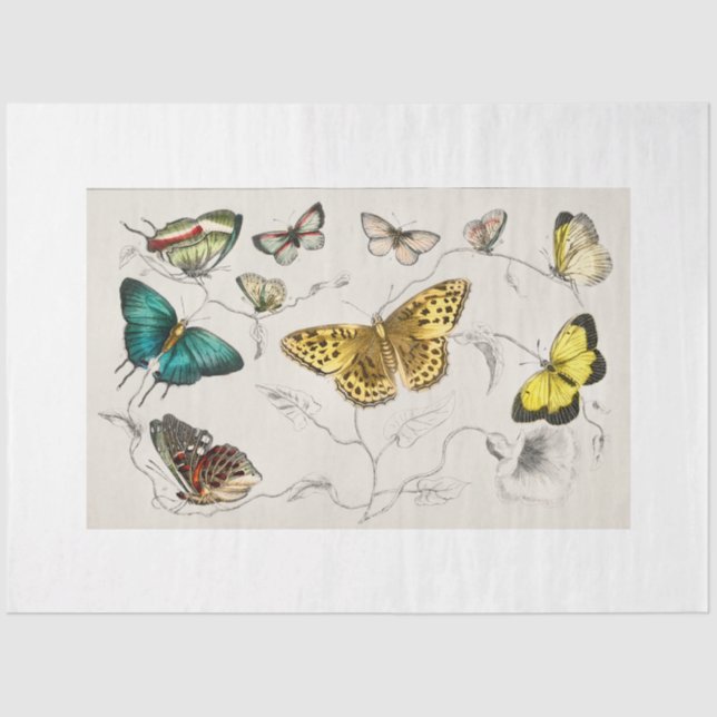 Seda Papel de dissociação das borboletas (Frente )