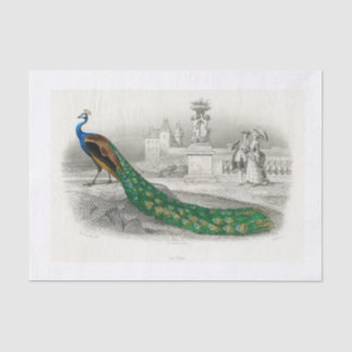 Seda Papel de dissociação de peacock