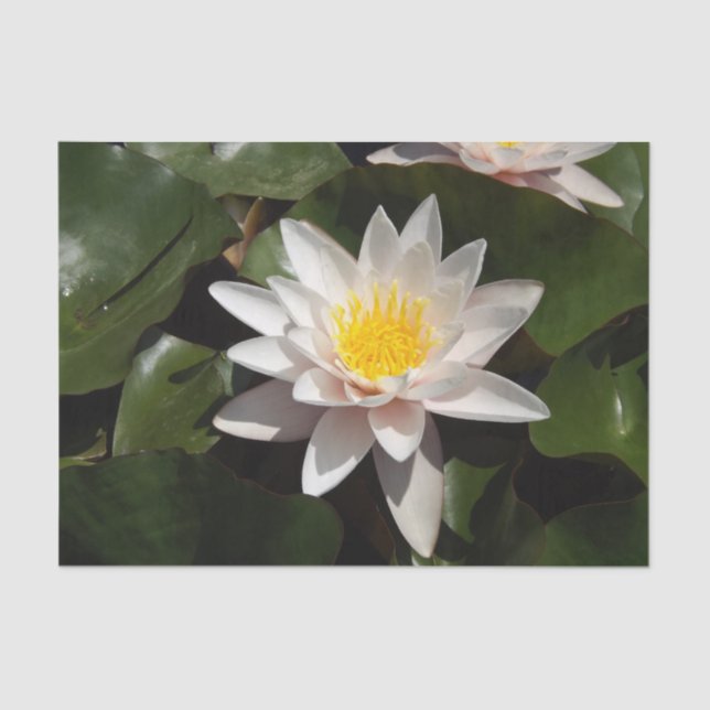 Seda Papel de lençol freático (Frente )