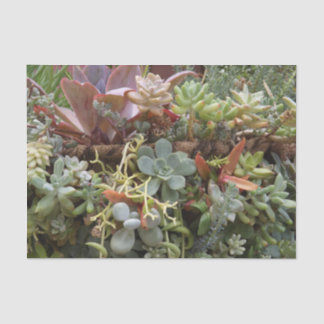 Seda Papel de Tecido Bem-Suculto