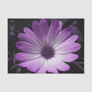 Seda Papel de Tecido de Daisy Flor Puro