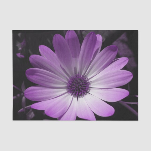 Seda Papel de Tecido de Daisy Flor Puro (Frente )