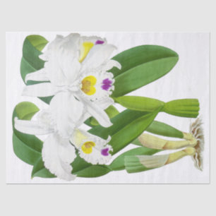 Seda Papel de Tecido de Flor Orquídea Branca Vintage