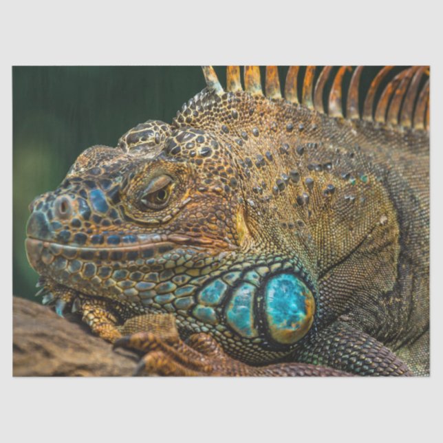 Seda papel de tecido de lagarto (Frente )