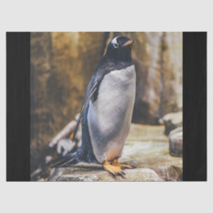 Seda papel de tecido de um único pinguim