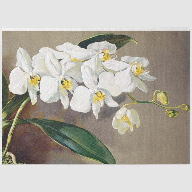 Seda Papel de Tecido Floral de Orquídeas Tropicais (Frente )