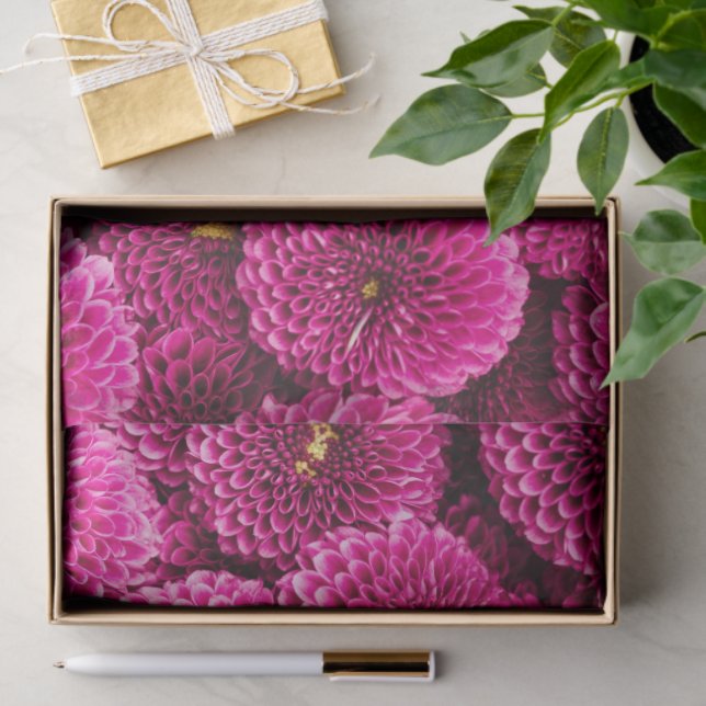 Seda Papel de Tecido Floral Magenta Chrysanthemum (Presente)