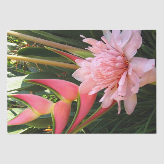 Seda Papel de Tecido Heliconia Ginger-Rosa (Frente )