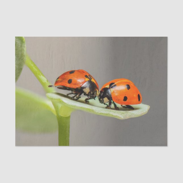 Seda Papel de Tecido Lady Bugs (Frente )