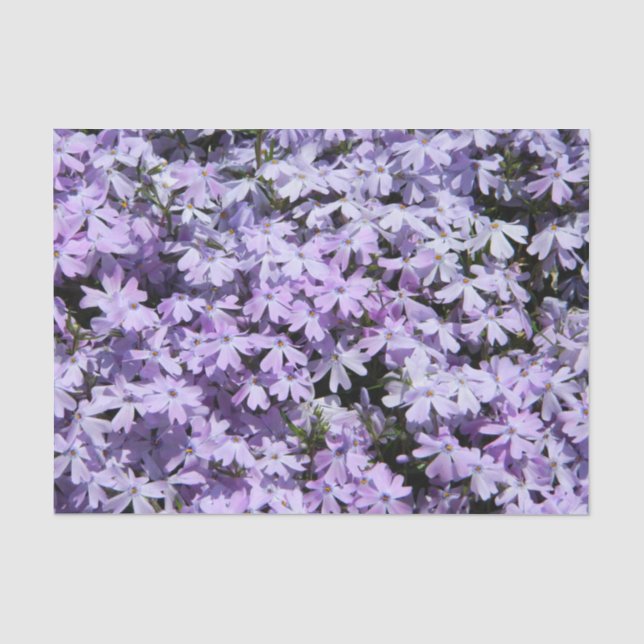 Seda Papel de Tecido Puro Phlox (Frente )