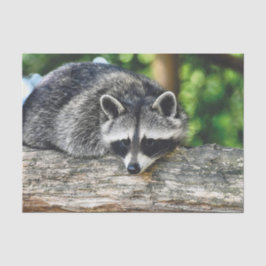 Seda Papel de Tecido Raccoon 2