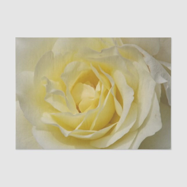 Seda Papel de tecido rosa amarelo pálido (Frente )