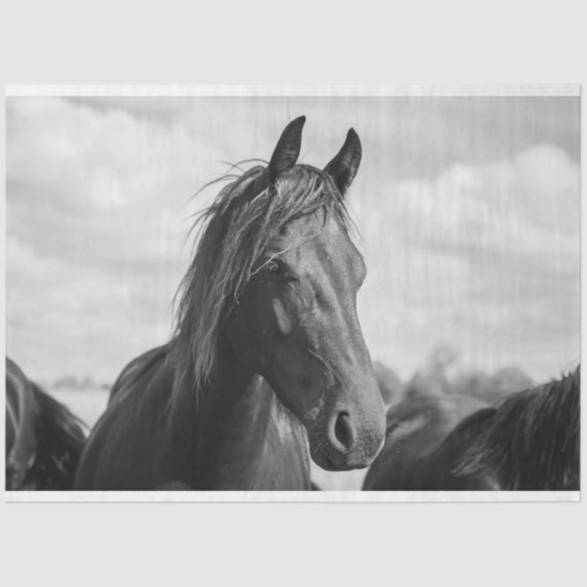 Seda papel de tecidos de cabeça de cavalo (Frente )