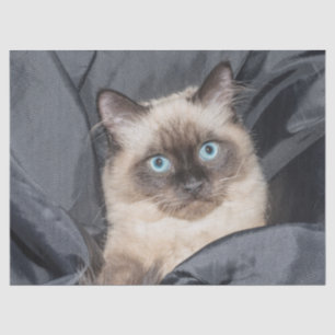 Seda Papel de tecidos gatinhos siameses