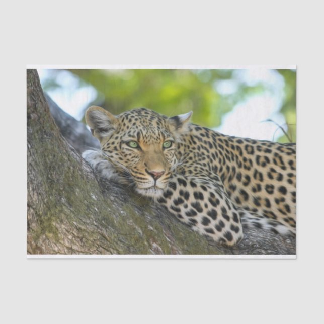 Seda papel de tecidos-leopardo de árvores (Frente )