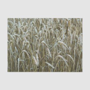 Seda Papel Tecido de Campos de Trigo