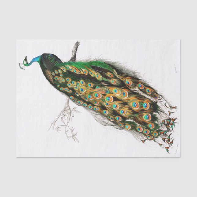 Seda Papel Tecido de Peacock Vintage (Frente )