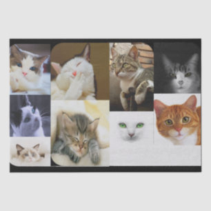 Seda Papel Tecidual dos Amantes de Gato