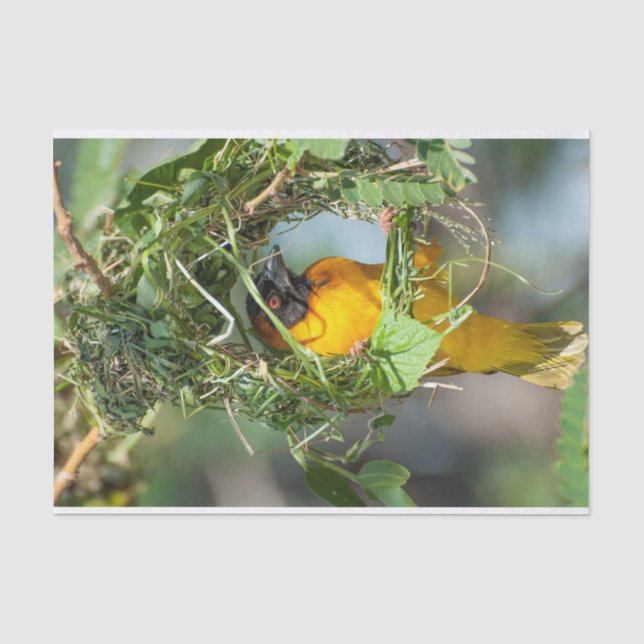 Seda Papel tecidular com a imagem de Weaver Bird (Frente )