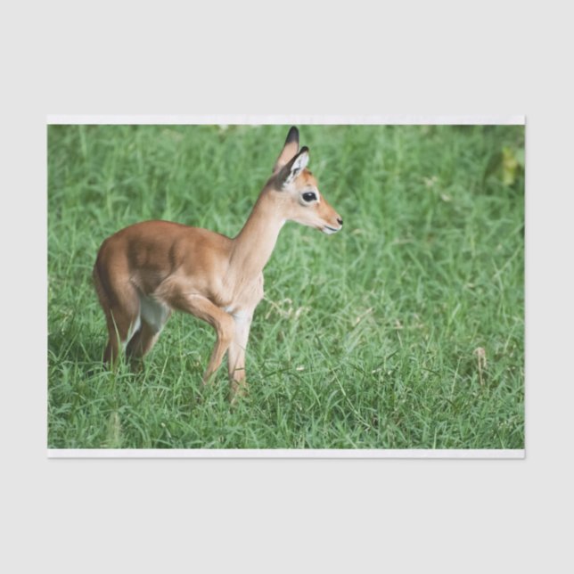 Seda Papel tecidular com imagem de Baby Impala (Frente )
