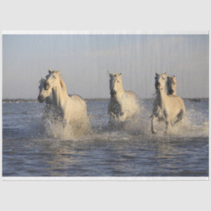 Seda papel tecidular de cavalos