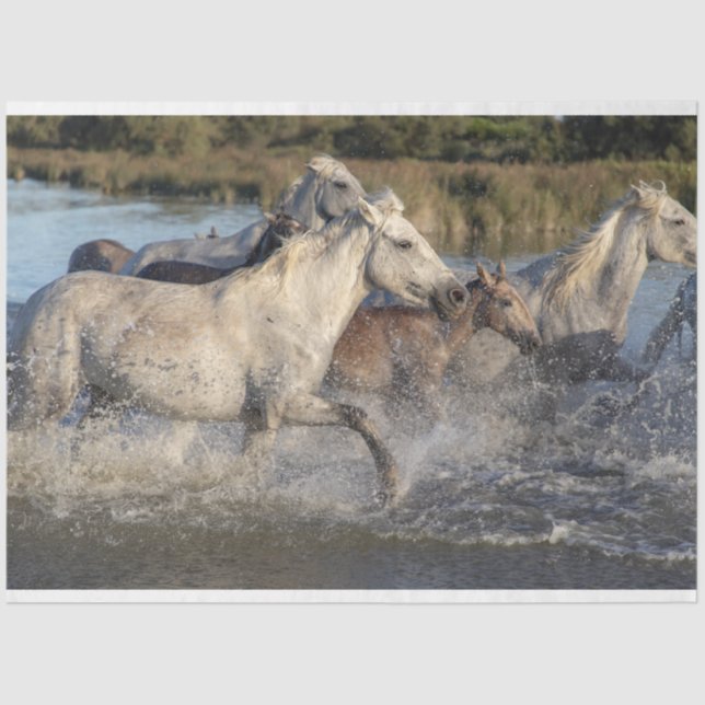 Seda Papel tecidular de cavalos corridos (Frente )
