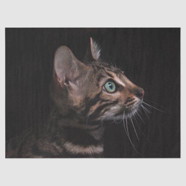 Seda papel tecidular de gatinho (Frente )