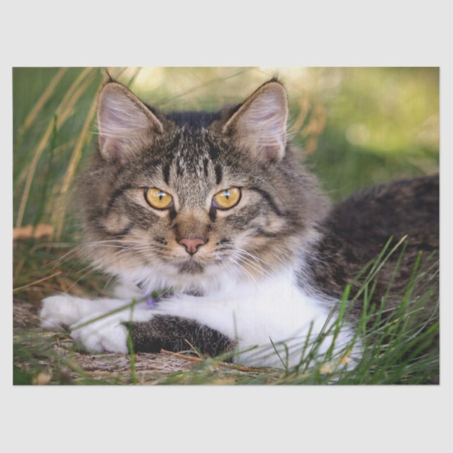 Seda papel tecidular de gatos naturais (Frente )