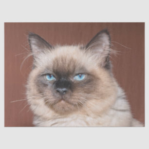 Seda Papel tecidular de gatos siameses