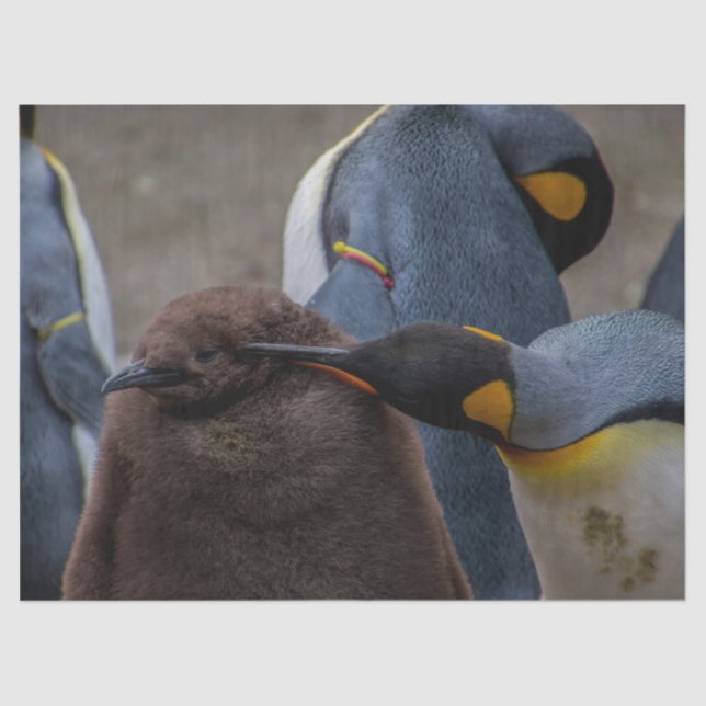 Seda papel tecidular imperador de pinguins (Frente )
