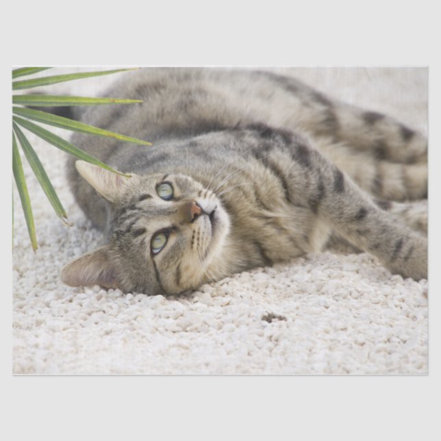 Seda papel tecidular relaxante de gato (Frente )