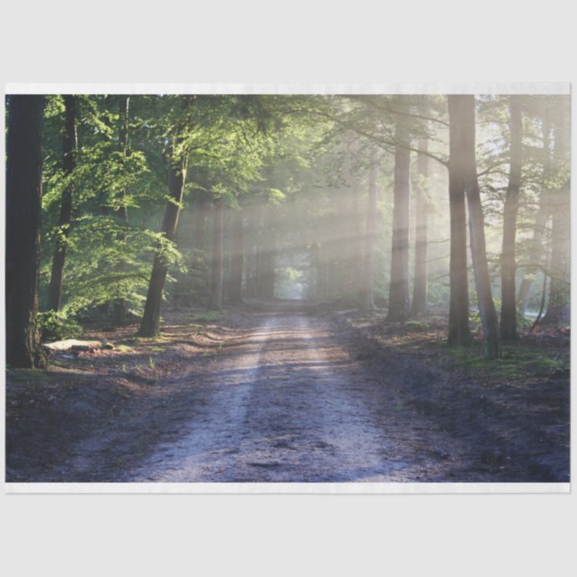 Seda Pista de Paisagem Florestal 24 Papel Tecido de Dec (Frente )