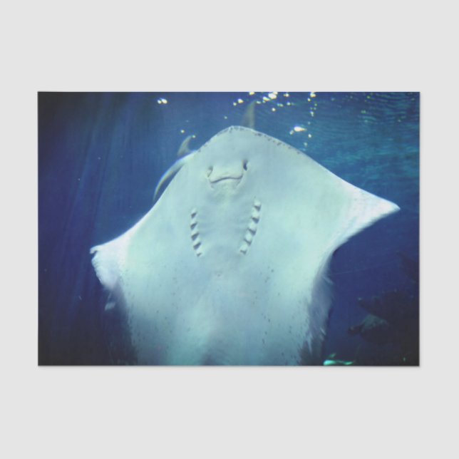 Seda Sorrindo Raios Dando Um Papel De Tecido (Frente )