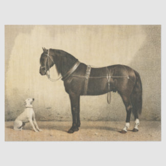 Seda Tecido ou papel de dissociação para cavalos e cães
