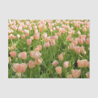 Seda Tulipas Rosa no Papel Tecido de Primavera