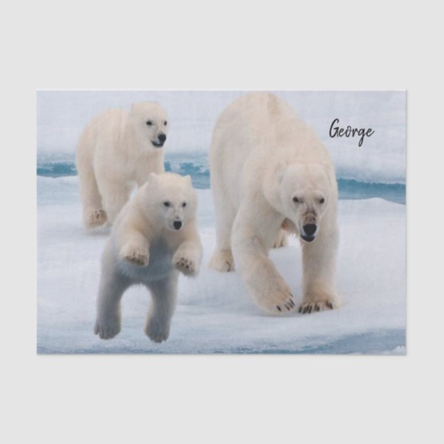 Seda Urso Polar de Papel Tecido (Frente )