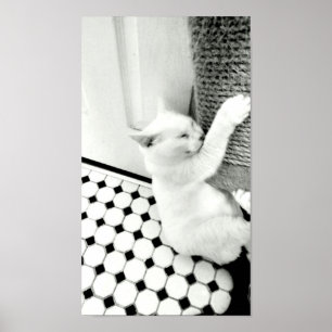Segure ali Poster de Gato Preto e Branco