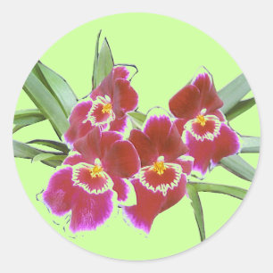 Selo da etiqueta do pulverizador da orquídea