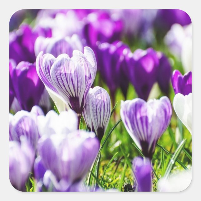 Selos de Envelope e Adesivos Purple Crocus (Frente)