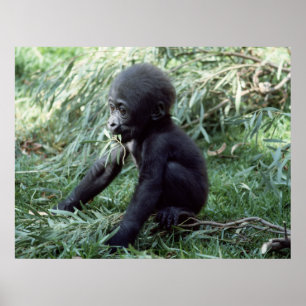 Selvagens - Poster de encerramento do Baby Gorilla