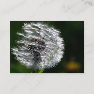 Semente de Dandelion Head - Cartão de visita