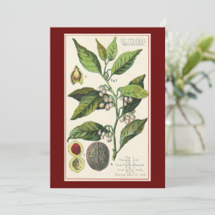 Sementes De Frutas De Plantas Vintage Nutmeg, Plan