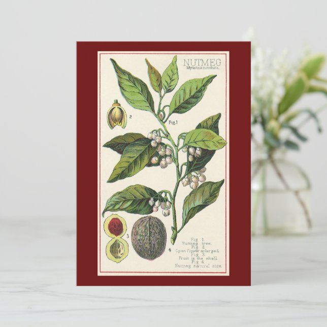 Sementes De Frutas De Plantas Vintage Nutmeg, Plan (Em pé/Frente)