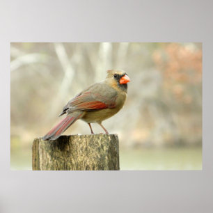Senhora bonita Cardinal Retangular Poster
